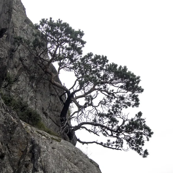 Дерево растет на скале — стоковое фото