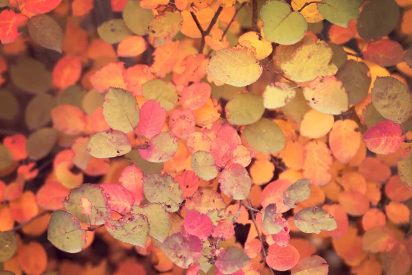 Folhas coloridas pitorescas — Fotografia de Stock
