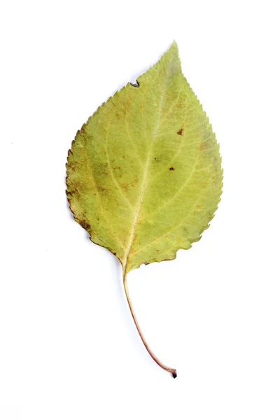 Enda hösten blad — Stockfoto