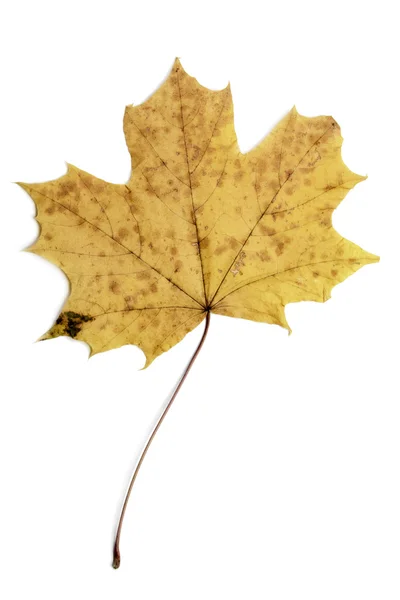 Één herfst esdoornblad — Stockfoto