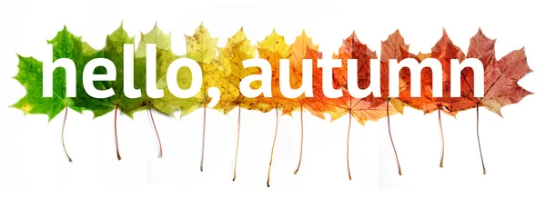 Fila de hojas de arce de colores — Foto de Stock