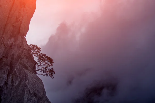 Árbol creciendo en acantilado — Foto de Stock