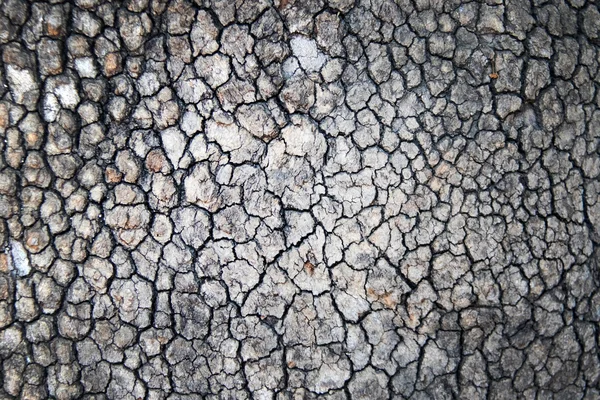 Textura de corteza de árbol — Foto de Stock