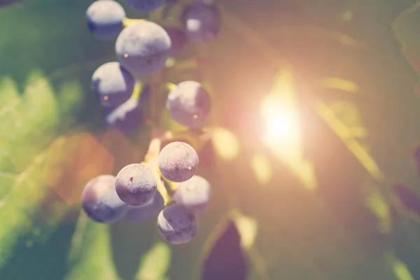 Blaue Trauben und Sonnenstrahlen — Stockfoto