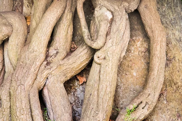 Struttura della corteccia dell'albero — Foto Stock