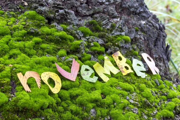 Wort November aus Blättern geschnitten — Stockfoto