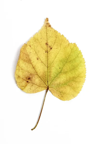 Enda hösten blad — Stockfoto