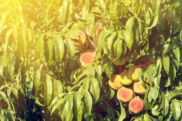 Green peach tree — Stock Photo, Image