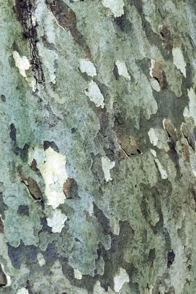 Baumrindenstruktur — Stockfoto