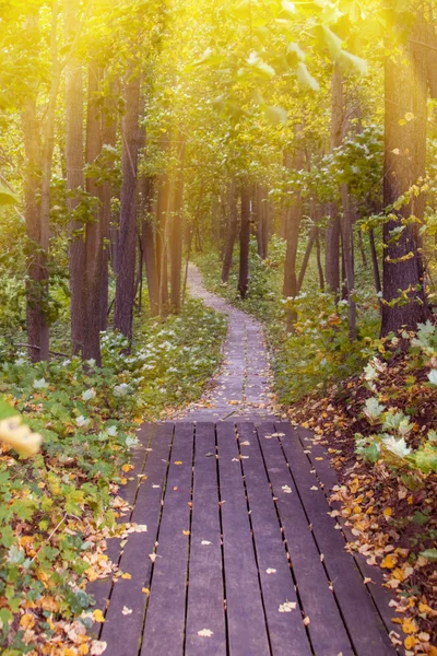 Estrada na floresta de outono — Fotografia de Stock