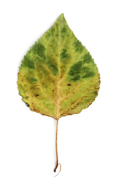 Single autumn leaf — Stock Photo, Image