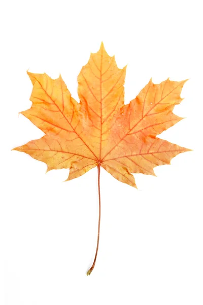 Single autumn maple leaf — Stock Photo, Image