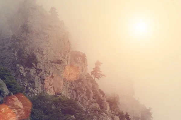 Árboles en acantilados en la niebla de la mañana — Foto de Stock