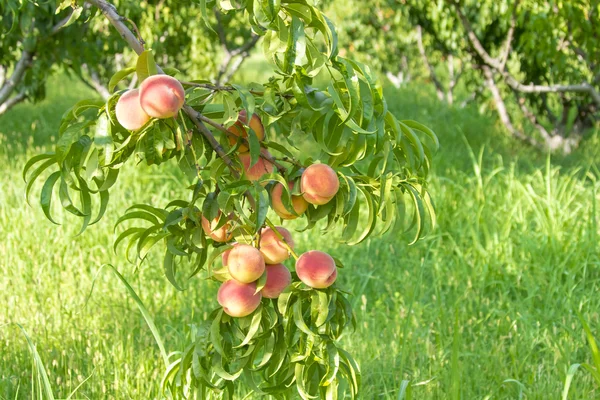 Green peach tree — Stock Photo, Image