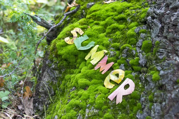 Word summer cut out from leaves — Stock Photo, Image