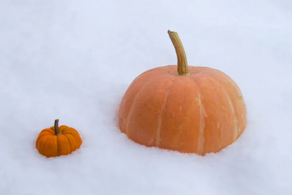 Abóboras laranja na neve — Fotografia de Stock