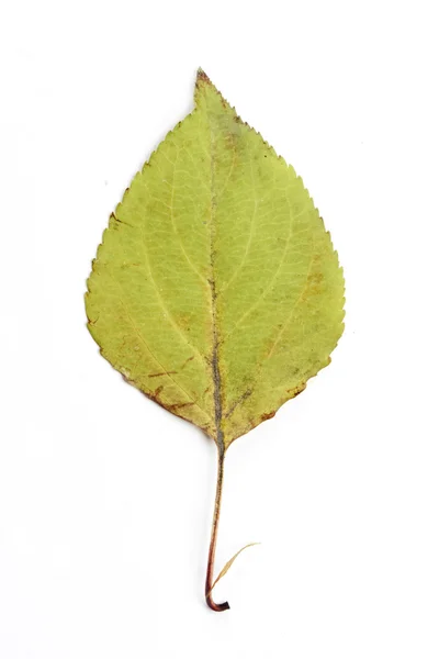 Één Herfstblad — Stockfoto