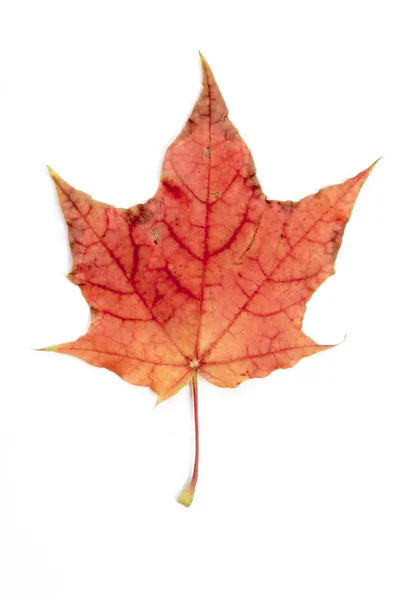 Ενιαία φθινόπωρο φύλλο σφενδάμνου — Φωτογραφία Αρχείου