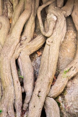 Ağaç kabuğu dokusu