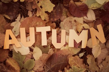 Word sonbahar gazeteden kesip