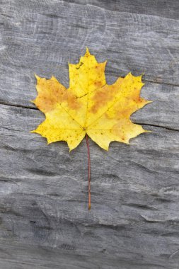 Sarı akçaağaç yaprağı