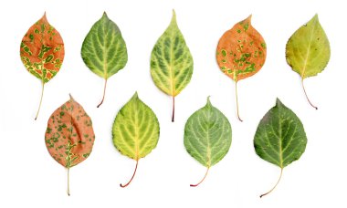 Renkli sonbahar yaprakları.