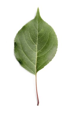 Tek sonbahar yaprak