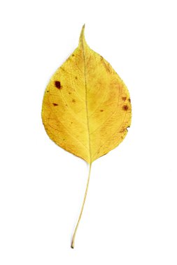 Tek sonbahar yaprak
