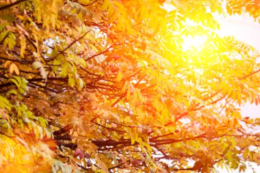 Güzel renkli yaprakları