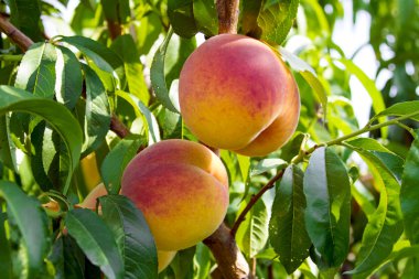 Yeşil şeftali ağacı