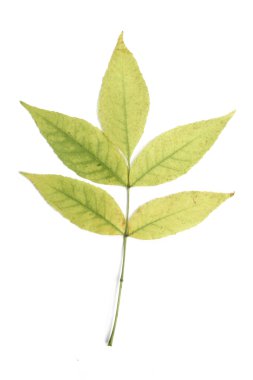 Yaprakları ile yeşil sonbahar dal