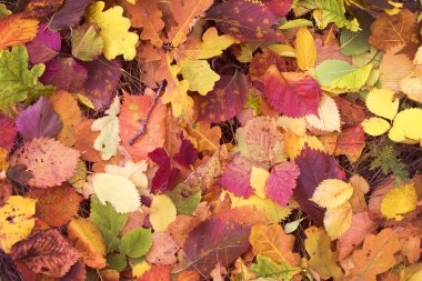 Güzel renkli yaprakları