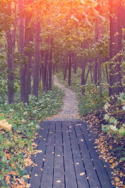 Sonbahar ormanında yol — Stok fotoğraf