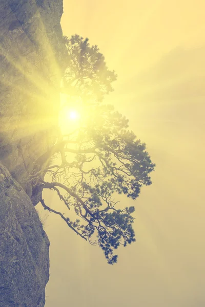 Gebogen bomen groeien op verticale klip — Stockfoto