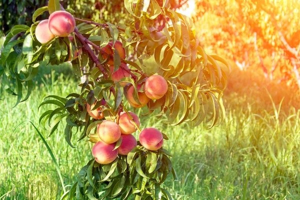 Green peach tree — Stock Photo, Image