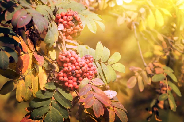 Κόκκινο rowan μούρα — Φωτογραφία Αρχείου