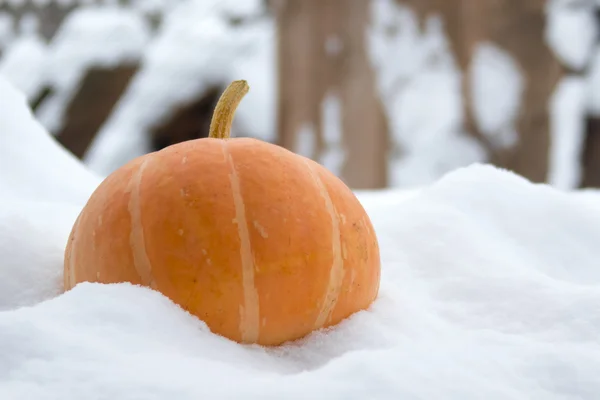 Orangenkürbis — Stockfoto