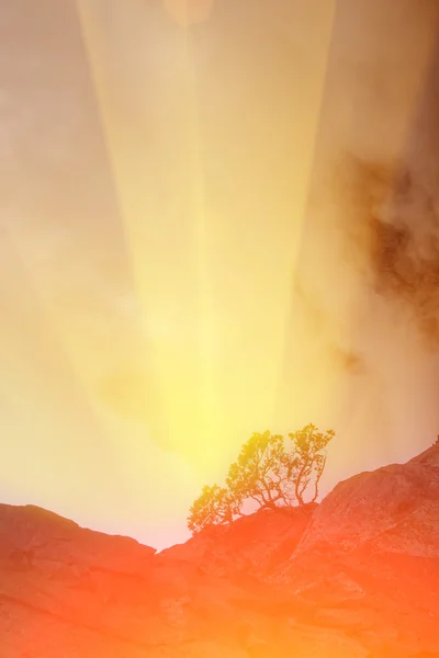 Alberi curvi che crescono su scogliere verticali — Foto Stock