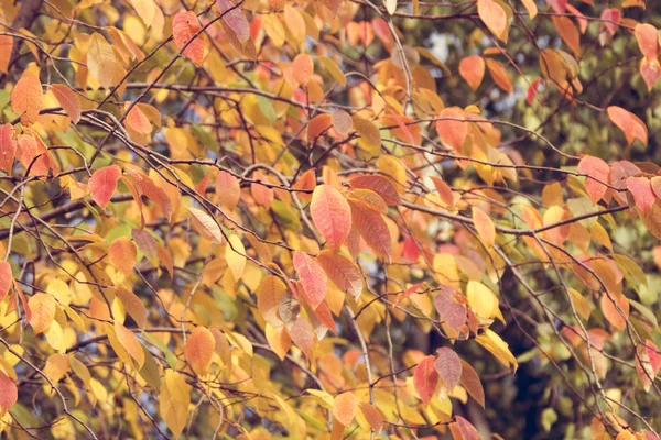 Pittoresche foglie colorate — Foto Stock