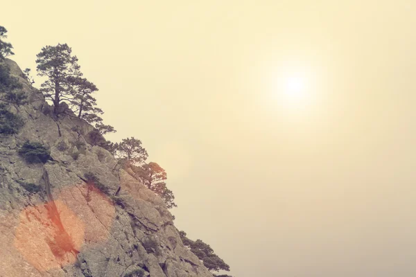 Alberi curvi che crescono su scogliere verticali — Foto Stock