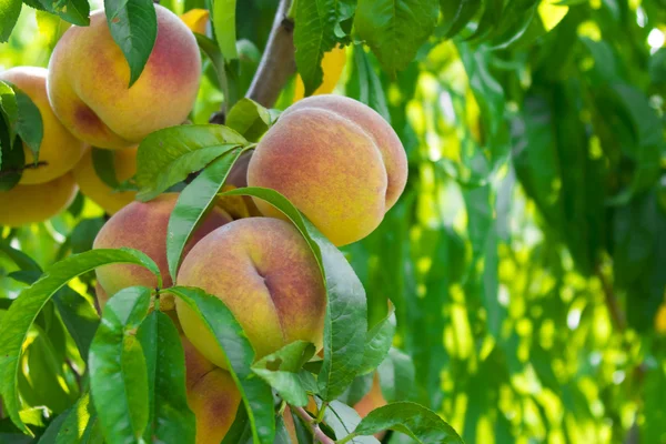 Grüner Pfirsichbaum — Stockfoto