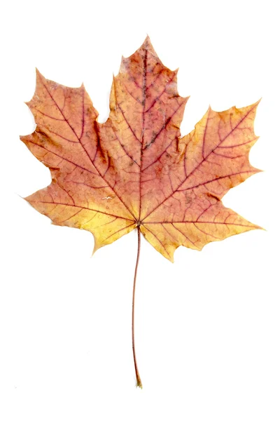 Один осенний кленовый лист — стоковое фото