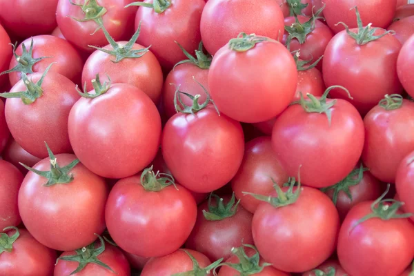 Rows of fresh tomatoes — Stock Photo, Image