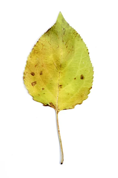 Single autumn leaf — Stock Photo, Image