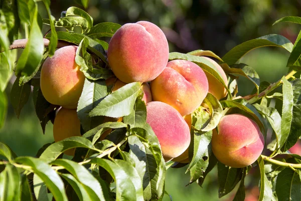 Green peach tree — Stock Photo, Image