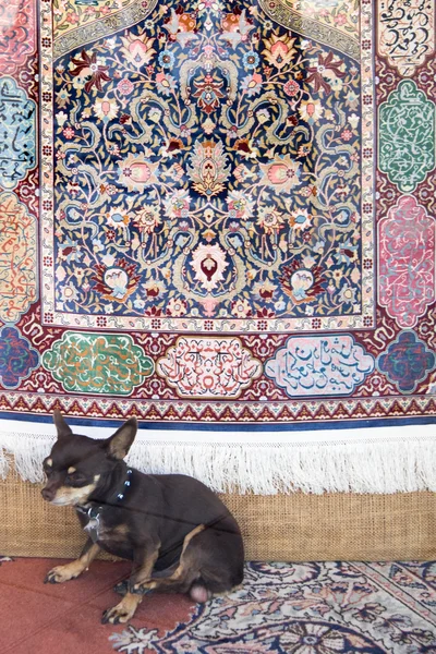 Perro bajo alfombra oriental — Foto de Stock
