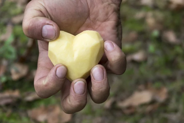 Πατάτας σχήμα καρδιάς — Φωτογραφία Αρχείου