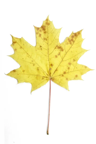 Hoja de arce de otoño único — Foto de Stock