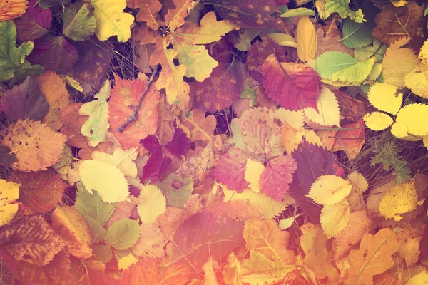 Pittoreska färgglada löv — Stockfoto