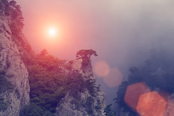 Δέντρα στους απότομους βράχους στην ομίχλη το πρωί — Φωτογραφία Αρχείου